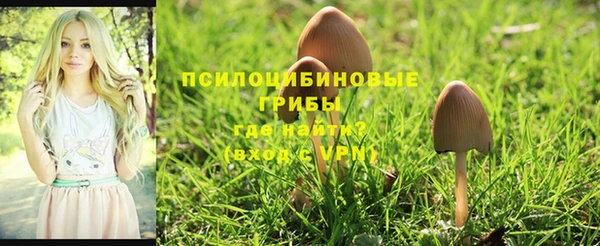 индика Гусиноозёрск
